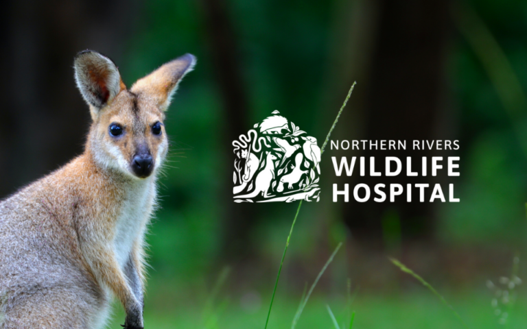 Northern Rivers Wildlife Hospital Feature Image